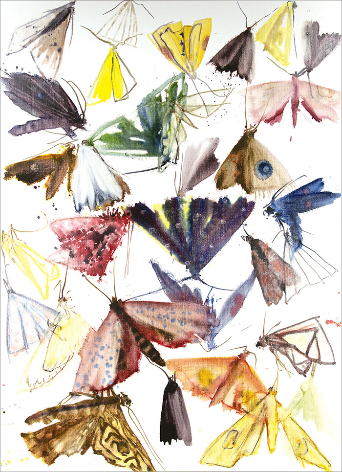 Moths - Fold